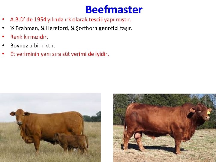  • • • Beefmaster A. B. D’ de 1954 yılında ırk olarak tescili