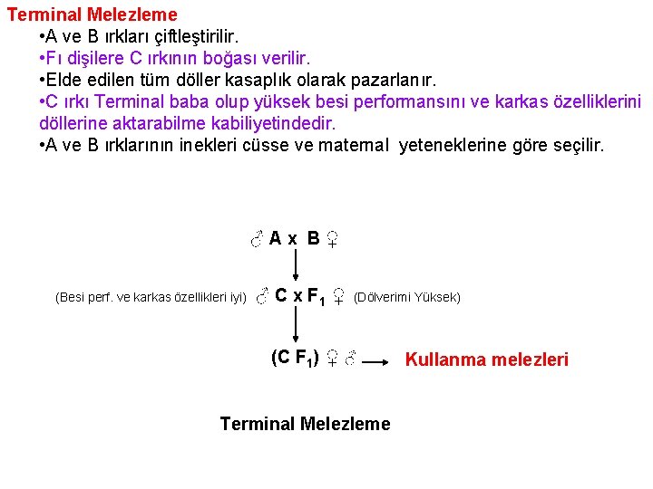 Terminal Melezleme • A ve B ırkları çiftleştirilir. • Fı dişilere C ırkının boğası