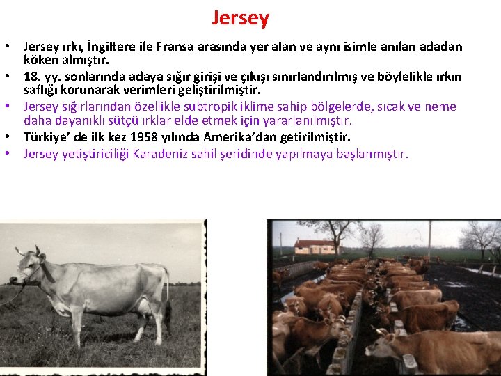 Jersey • Jersey ırkı, İngiltere ile Fransa arasında yer alan ve aynı isimle anılan