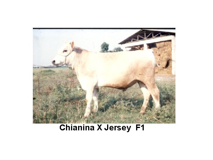 Chianina X Jersey F 1 