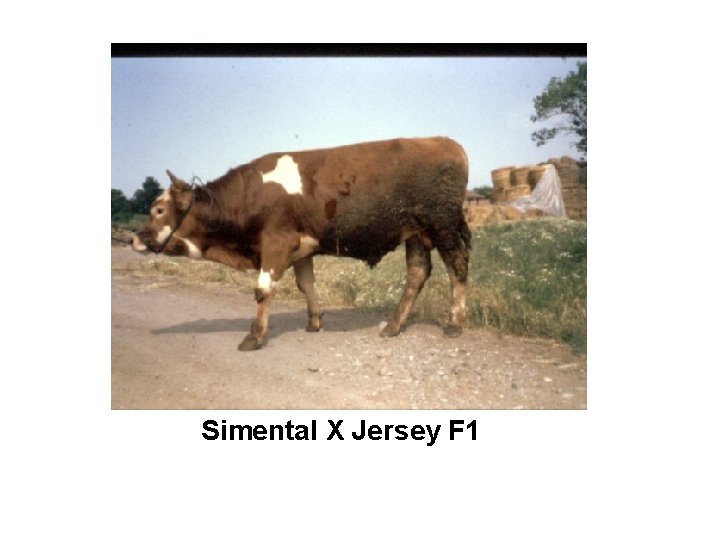 Simental X Jersey F 1 