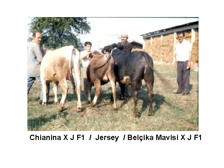 Chianina X J F 1 / Jersey / Belçika Mavisi X J F 1