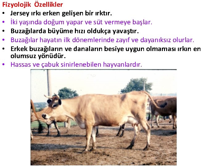 Fizyolojik Özellikler • Jersey ırkı erken gelişen bir ırktır. • İki yaşında doğum yapar