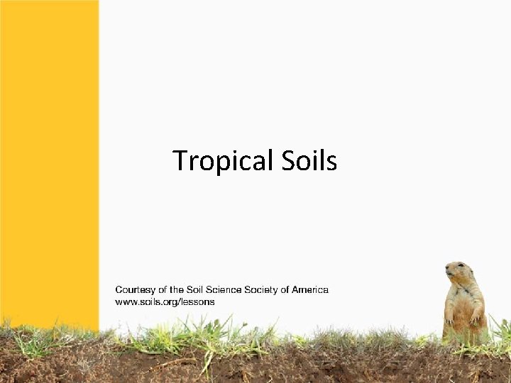 Tropical Soils 