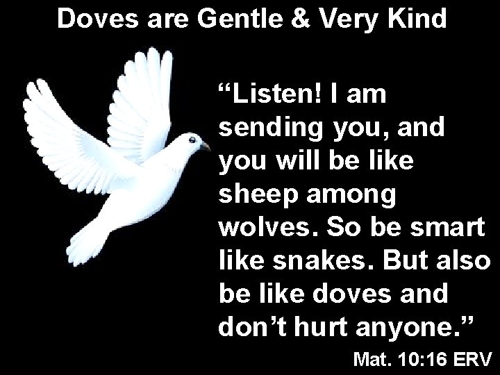 Doves are Gentle & Very Kind “Listen! I am sending you, and you will