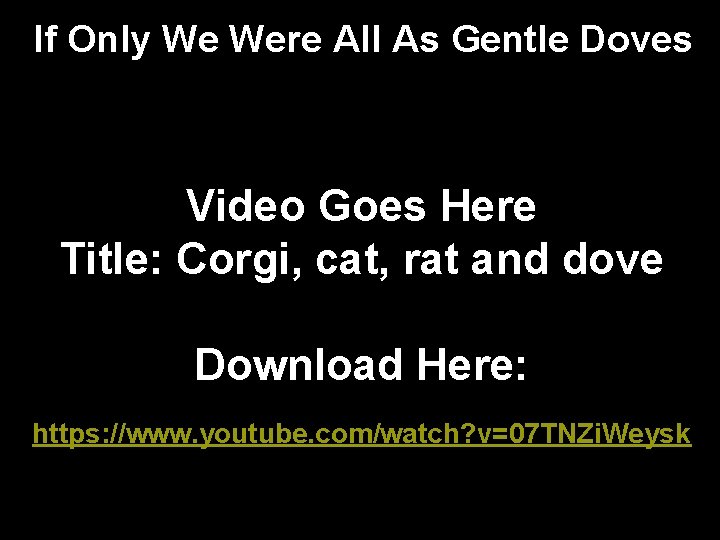 If Only We Were All As Gentle Doves Video Goes Here Title: Corgi, cat,