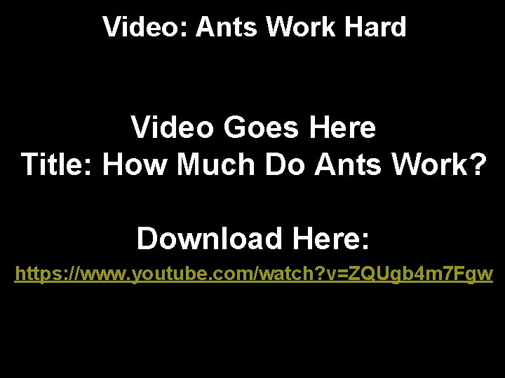 Video: Ants Work Hard Video Goes Here Title: How Much Do Ants Work? Download