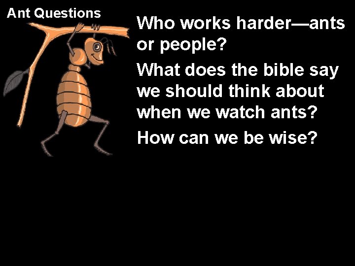 Ant Questions Who works harder—ants or people? What does the bible say we should