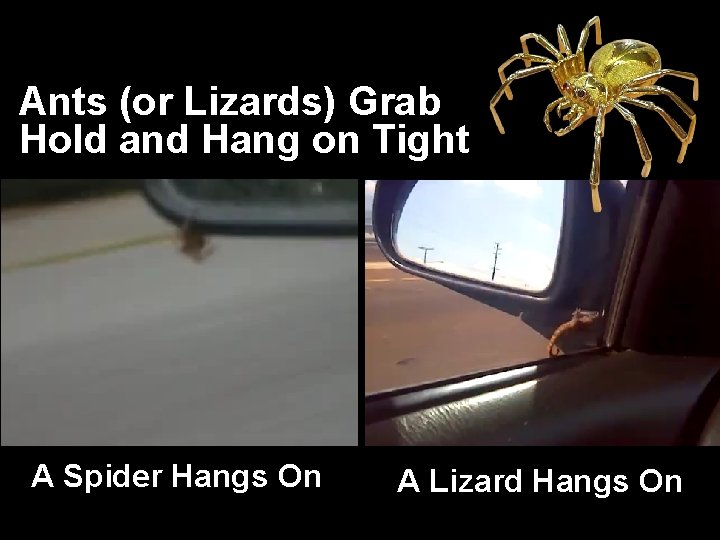 Ants (or Lizards) Grab Hold and Hang on Tight A Spider Hangs On A