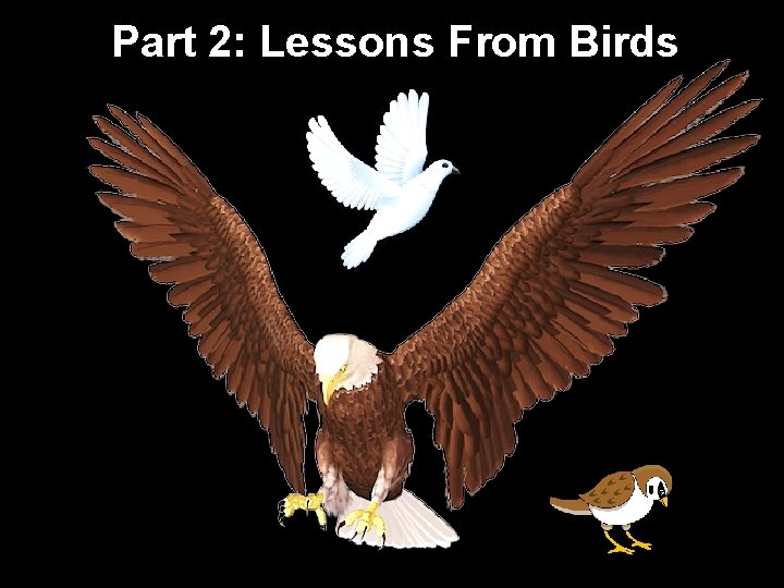Part 2: Lessons From Birds 