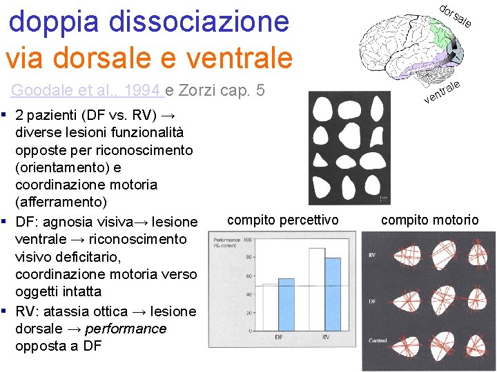 do rs doppia dissociazione via dorsale e ventrale Goodale et al. , 1994 e