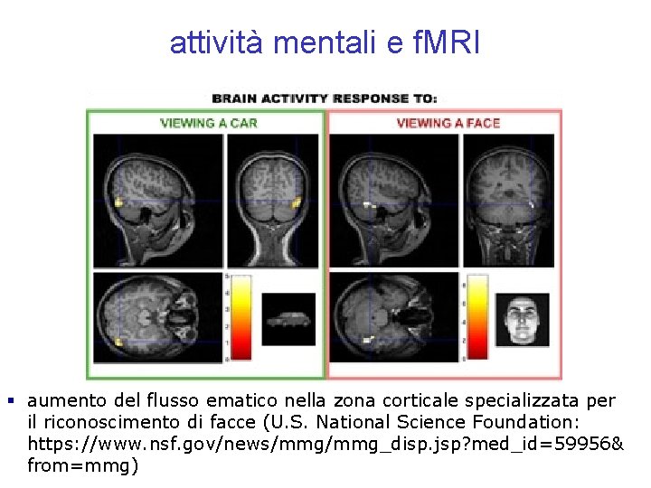 attività mentali e f. MRI § aumento del flusso ematico nella zona corticale specializzata