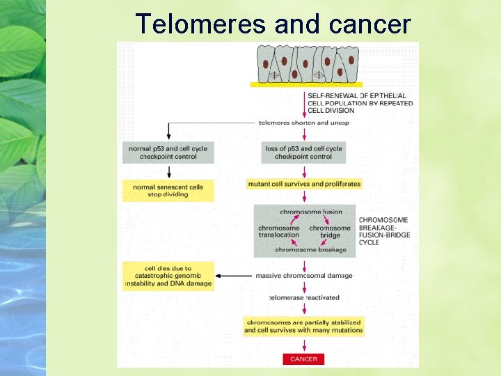 Telomeres and cancer 
