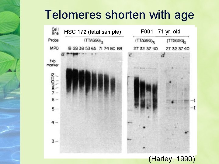 Telomeres shorten with age HSC 172 (fetal sample) F 001 71 yr. old (Harley,