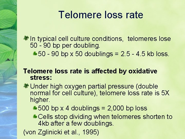Telomere loss rate In typical cell culture conditions, telomeres lose 50 - 90 bp