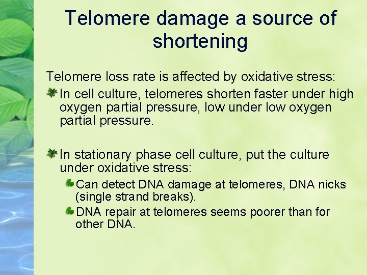 Telomere damage a source of shortening Telomere loss rate is affected by oxidative stress:
