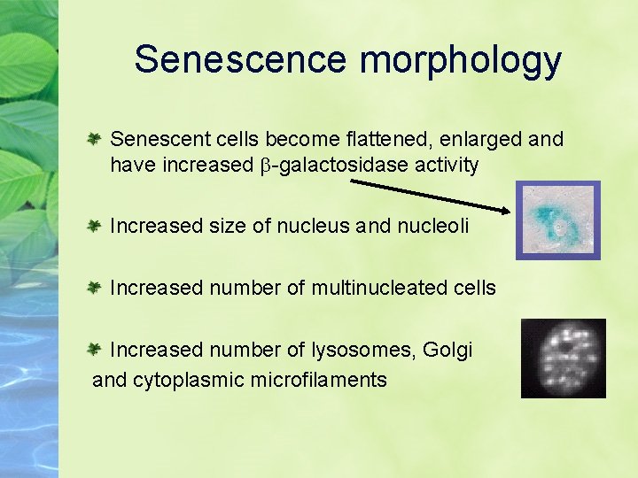 Senescence morphology Senescent cells become flattened, enlarged and have increased -galactosidase activity Increased size