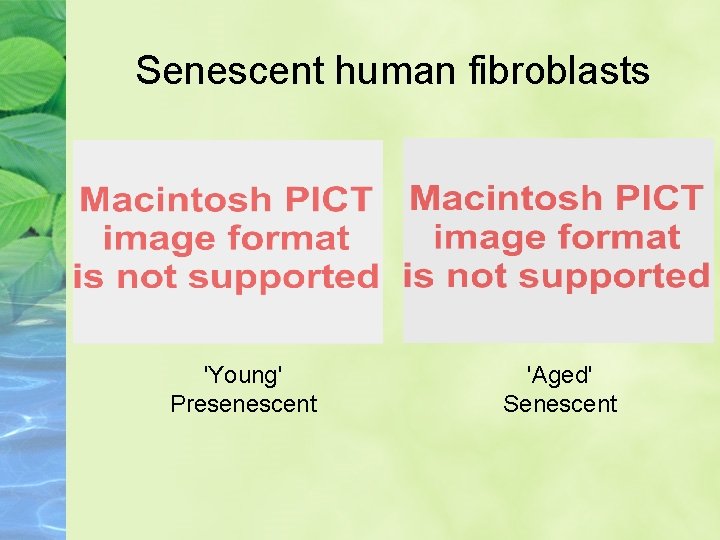 Senescent human fibroblasts 'Young' Presenescent 'Aged' Senescent 