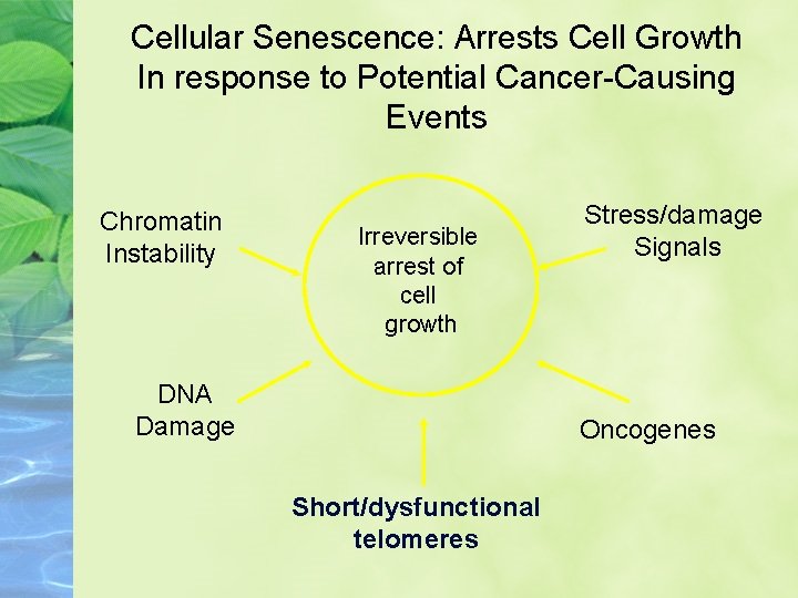Cellular Senescence: Arrests Cell Growth In response to Potential Cancer-Causing Events Chromatin Instability Irreversible
