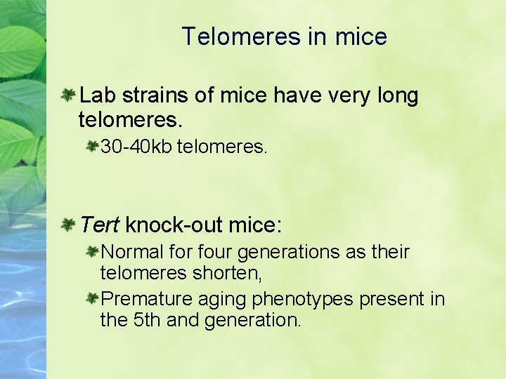 Telomeres in mice Lab strains of mice have very long telomeres. 30 -40 kb