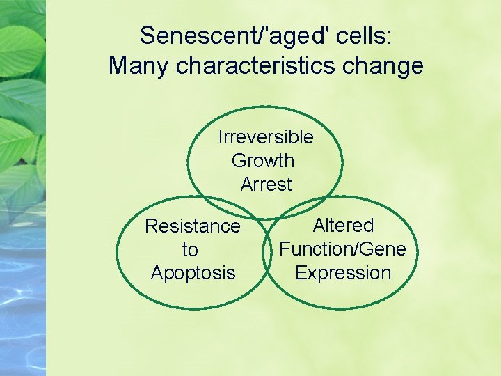 Senescent/'aged' cells: Many characteristics change Irreversible Growth Arrest Resistance to Apoptosis Altered Function/Gene Expression