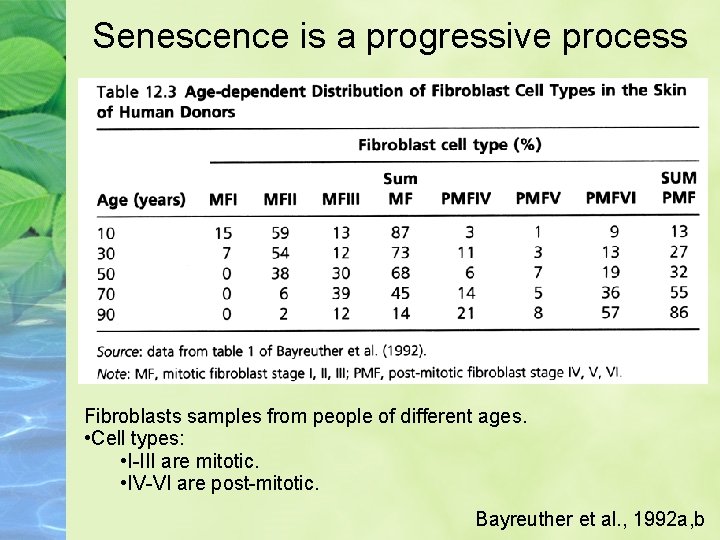 Senescence is a progressive process Fibroblasts samples from people of different ages. • Cell