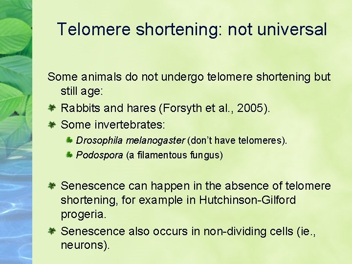 Telomere shortening: not universal Some animals do not undergo telomere shortening but still age: