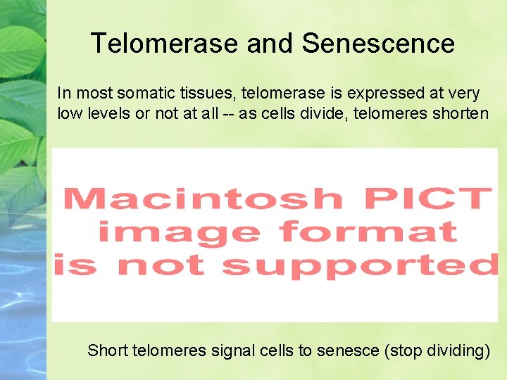 Telomerase and Senescence In most somatic tissues, telomerase is expressed at very low levels