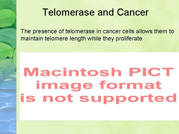 Telomerase and Cancer The presence of telomerase in cancer cells allows them to maintain