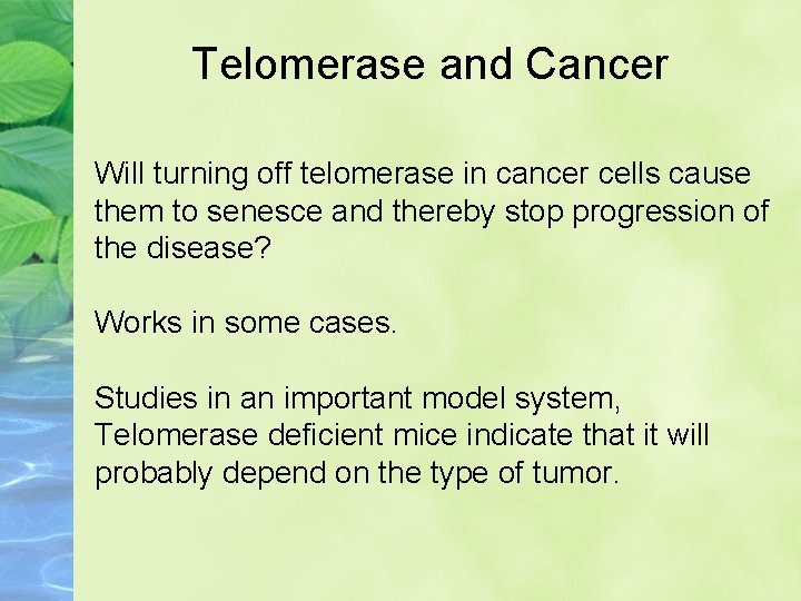 Telomerase and Cancer Will turning off telomerase in cancer cells cause them to senesce