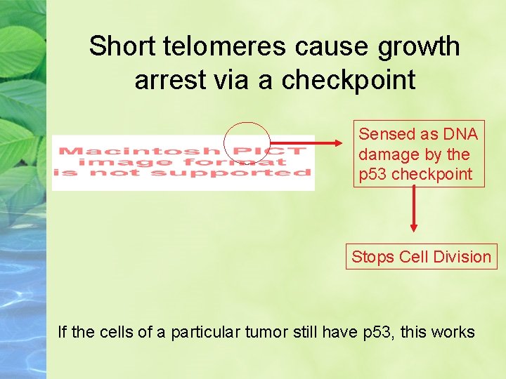 Short telomeres cause growth arrest via a checkpoint Sensed as DNA damage by the