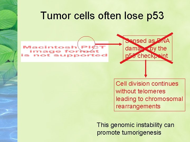 Tumor cells often lose p 53 Sensed as DNA damage by the p 53