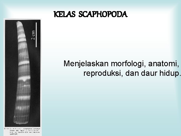 KELAS SCAPHOPODA Menjelaskan morfologi, anatomi, reproduksi, dan daur hidup. 