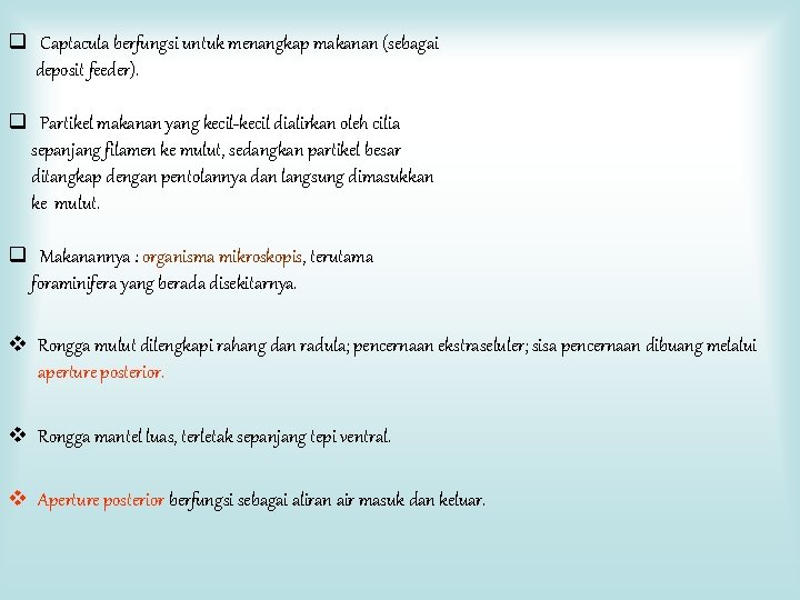 q Captacula berfungsi untuk menangkap makanan (sebagai deposit feeder). q Partikel makanan yang kecil-kecil