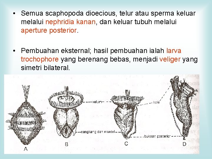  • Semua scaphopoda dioecious, telur atau sperma keluar melalui nephridia kanan, dan keluar