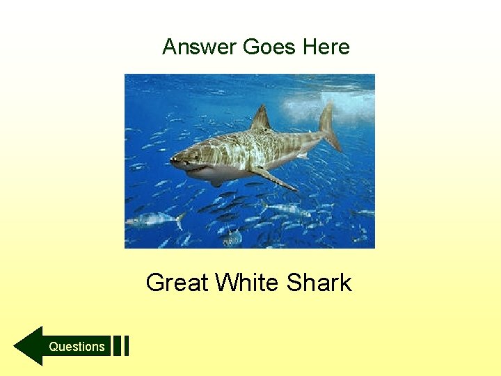 Answer Goes Here Great White Shark Questions 