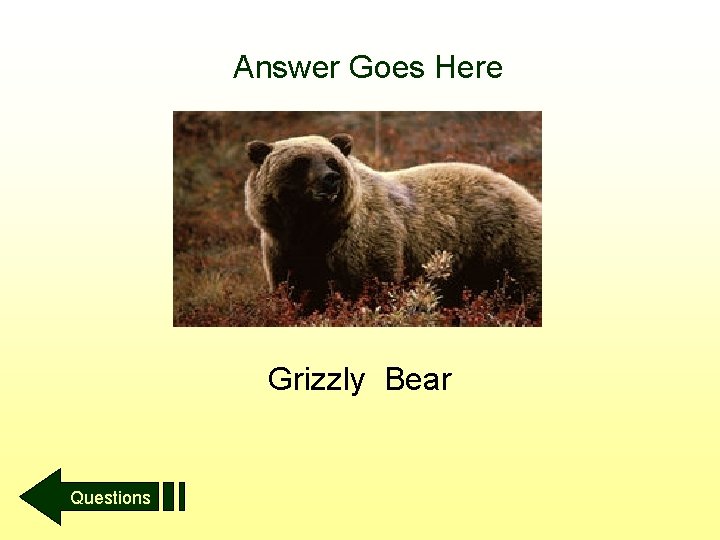 Answer Goes Here Grizzly Bear Questions 