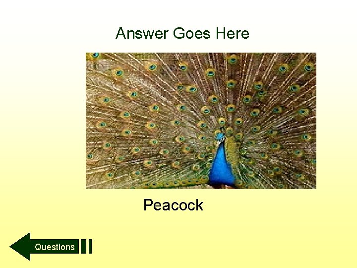Answer Goes Here Peacock Questions 