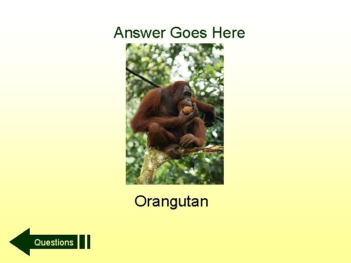 Answer Goes Here Orangutan Questions 