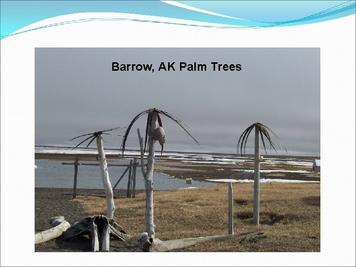 Barrow, AK Palm Trees 