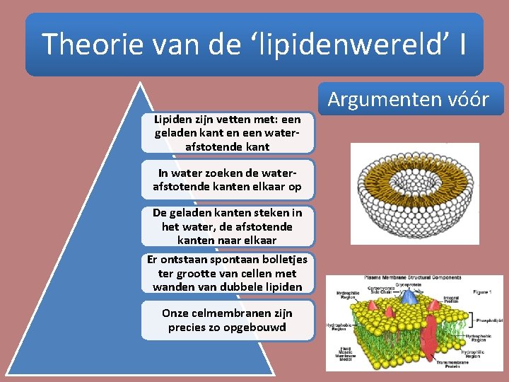 Theorie van de ‘lipidenwereld’ I Lipiden zijn vetten met: een geladen kant en een