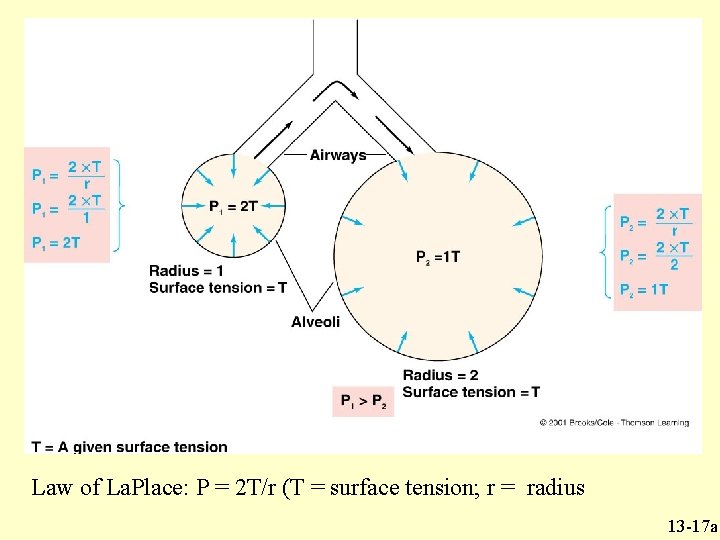 Law of La. Place: P = 2 T/r (T = surface tension; r = Law of La. Place: P = 2 T/r (T = surface tension; r =