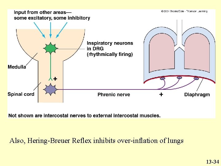 Also, Hering-Breuer Reflex inhibits over-inflation of lungs 13 -34 Also, Hering-Breuer Reflex inhibits over-inflation of lungs 13 -34