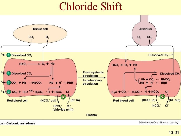 Chloride Shift 13 -31 Chloride Shift 13 -31