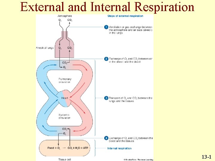 External and Internal Respiration 13 -1 External and Internal Respiration 13 -1