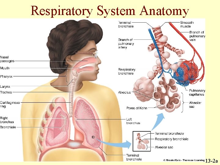 Respiratory System Anatomy 13 -2 a Respiratory System Anatomy 13 -2 a