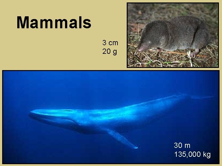Mammals 3 cm 20 g 30 m 135, 000 kg 