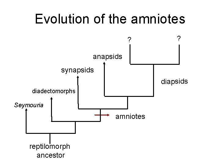 Evolution of the amniotes ? ? anapsids synapsids diadectomorphs Seymouria amniotes reptilomorph ancestor 
