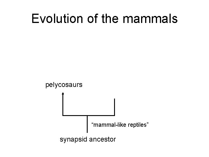 Evolution of the mammals pelycosaurs “mammal-like reptiles” synapsid ancestor 