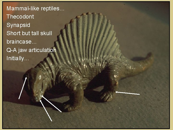 Evolution of the mammals Mammal-like reptiles… Thecodont Synapsid Short but tall skull braincase… Q-A